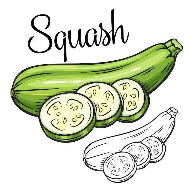 Squash drawing icon