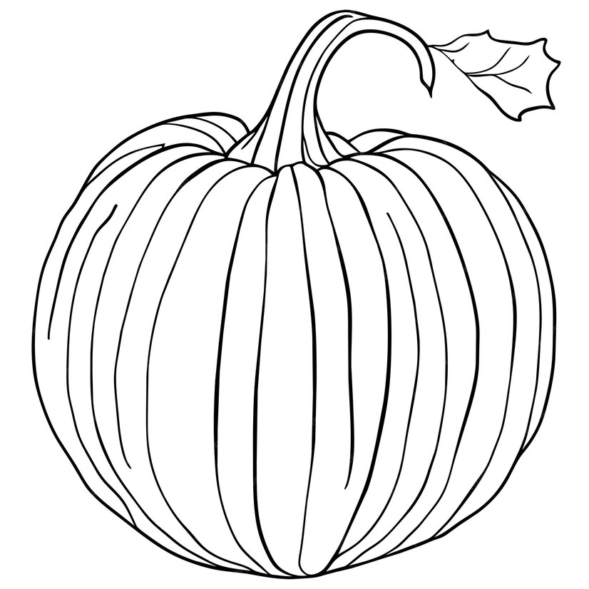 Premium Vector | Squash sketch natural growing farm vegetable drawing