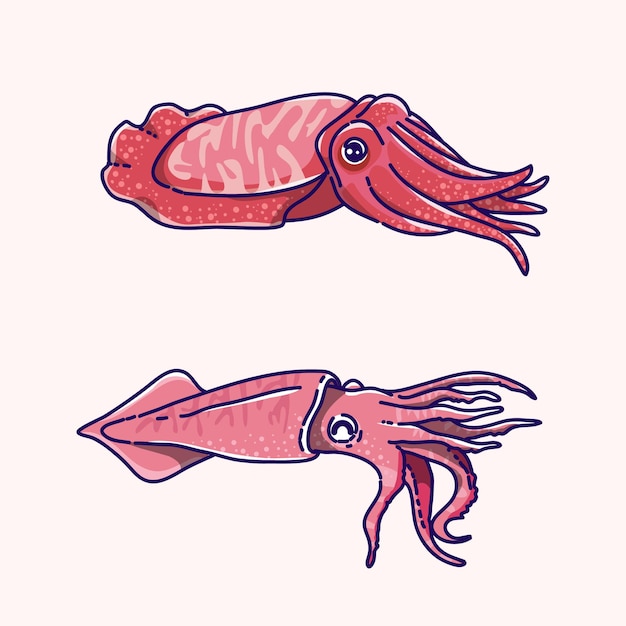 Squid And Cuttlefish Vector Illustration