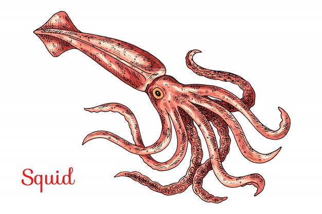 Vettore illustrazione disegnata a mano di calamari