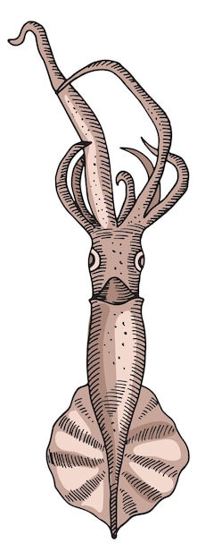 Иллюстрация кальмара Нарисованная вручную икона подводной фауны