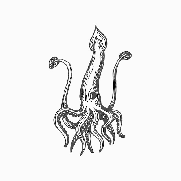 Squid isolated mollusk marine creature sketch icon