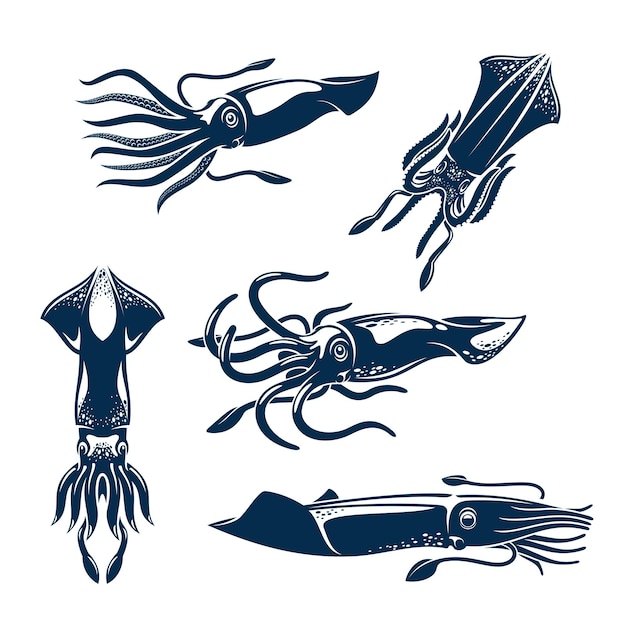Набор иконок морских животных кальмаров для дизайна морепродуктов