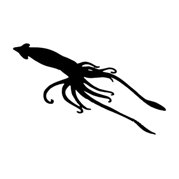 Squid silhouette Isolated squid on white background