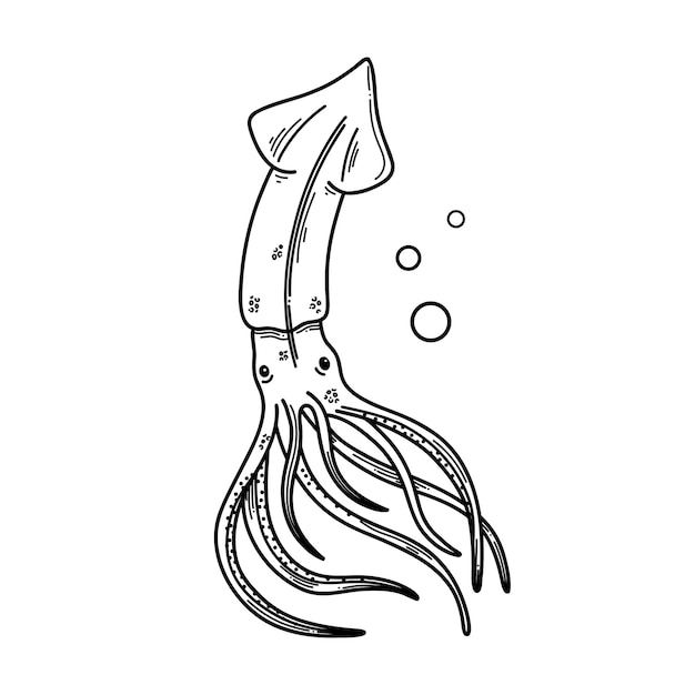 스케치 스타일의 오징어 벡터 일러스트 건강한 라이프 스타일 맛있는 음식 오징어의 Handdrawn 이미지