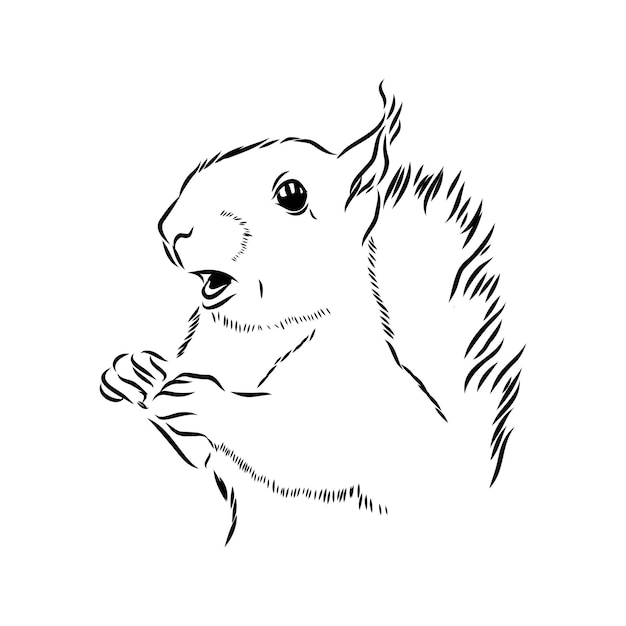 Squirrel. Hand drawn sketch illustration isolated on white background