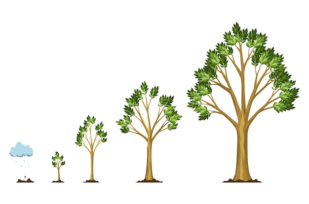 Stadia groei van boom uit zaad de zaden water geven uit wolkenregen verzameling van bomen van klein tot groot groene boom met bladgroeistappen illustratie van de ontwikkeling van de conjunctuurcyclus