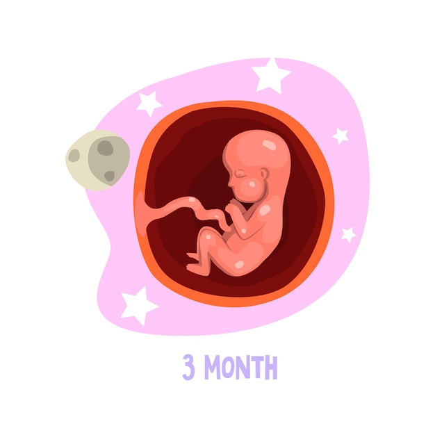Stadium van foetale ontwikkeling. menselijke anatomie concept. 3e maand van de zwangerschap. element voor infographic over fotatie, medische poster of brochure. platte vectorillustratie geïsoleerd op een witte achtergrond.