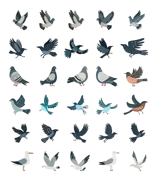 Vector stadsvogelscollectie vogels in verschillende poses