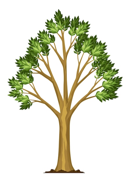 Stage of tree growth Large tree growth with green leaf and branches Illustration of business cycle development