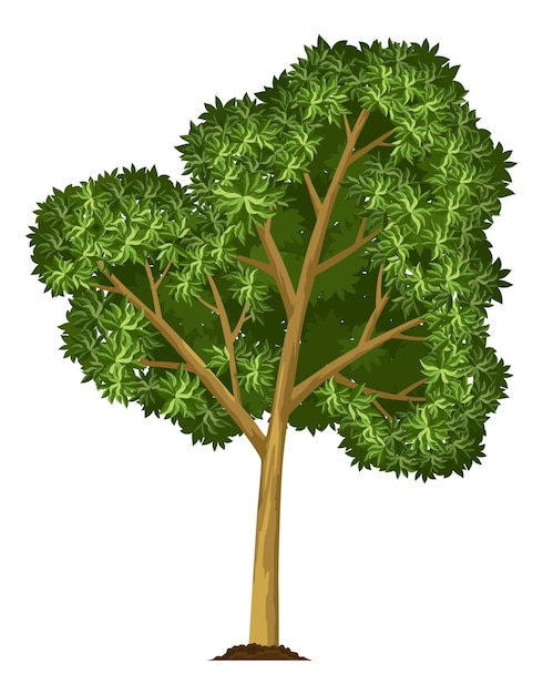 Stage of tree growth. Large tree growth with green leaf and branches. Nature plant illustration