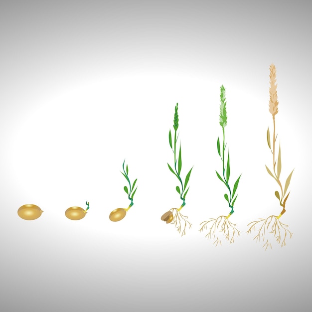 Vector staged germination of wheat grain isolated vector illustration