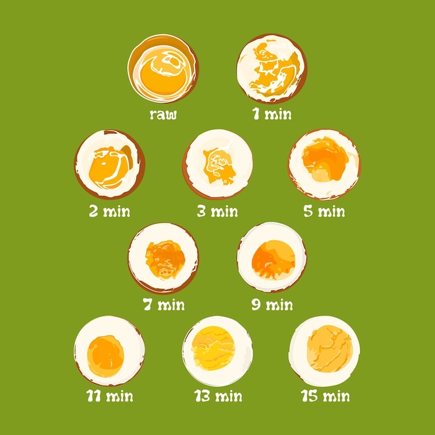 Vector stages of egg boiling in time variations of readiness chicken eggs in crosssection cooking recipe