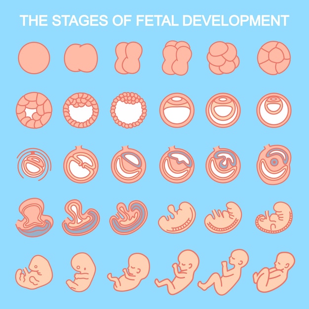 Stages of fetal development isolated on white background pregnancy embryo development