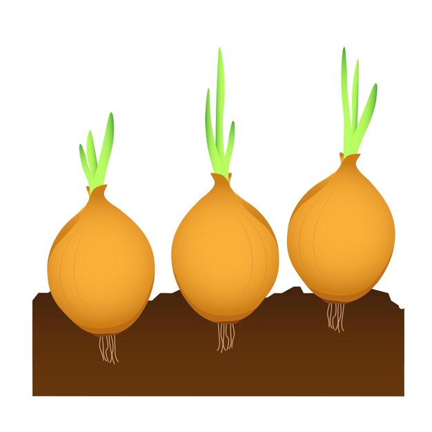 Stages of germination of onions in the ground