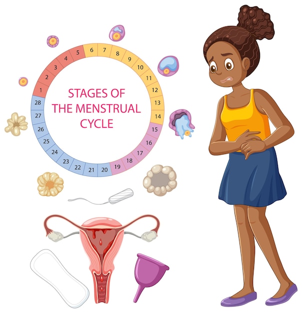 Vettore fasi del concetto di ciclo mestruale