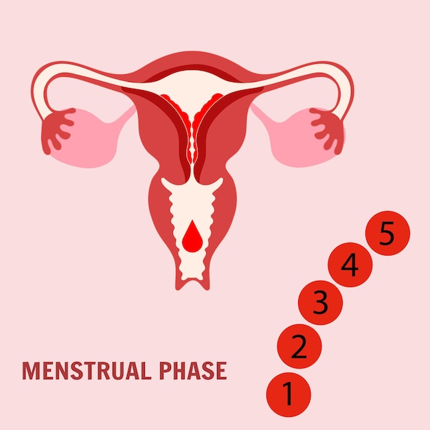 Fasi del ciclo mestruale fase mestruale in illustrazione vettoriale