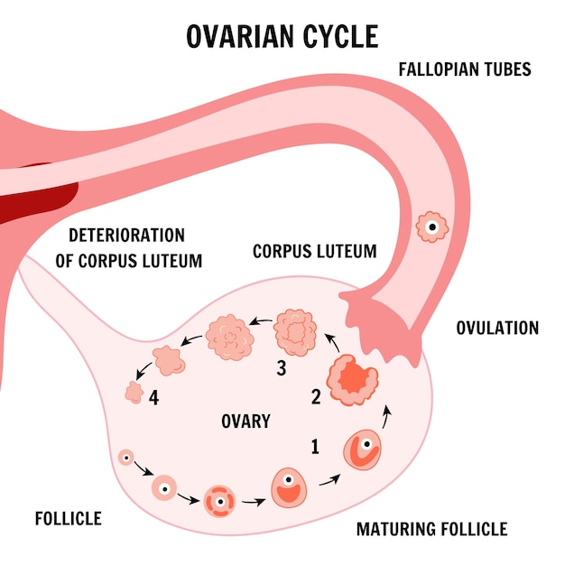 Vector stages menstrual cycle ovarian cycle infographic in vector