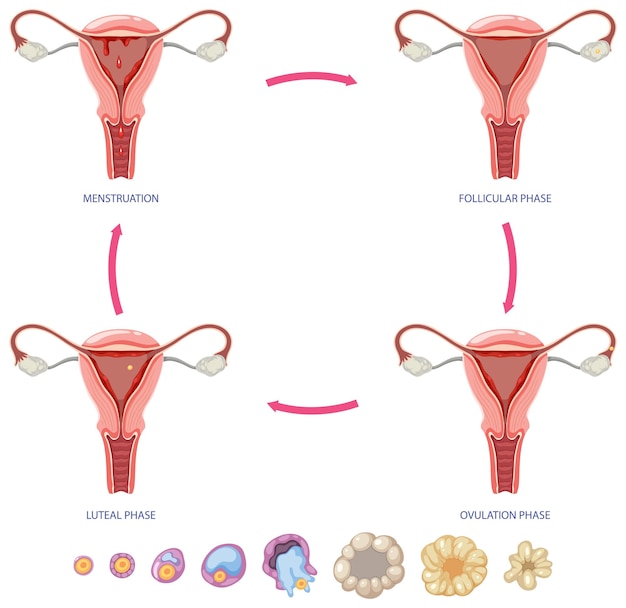 Vettore fasi del ciclo mestruale