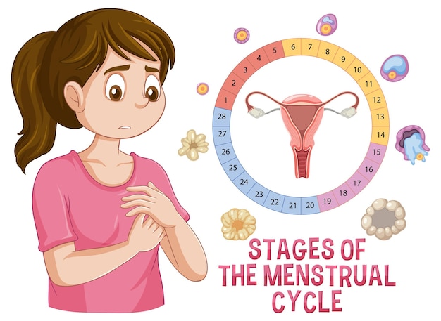 Vector stages of the menstrual cycle