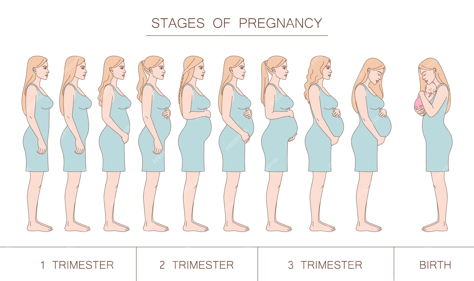 Premium Vector | Stages of pregnancy trimester and birth silhouette of a  pregnant woman in profile blonde woman