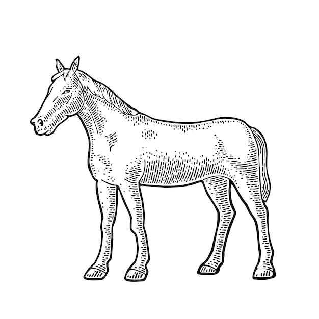 Standing horse Hand drawn in a graphic style Vintage vector engraving illustration Isolated