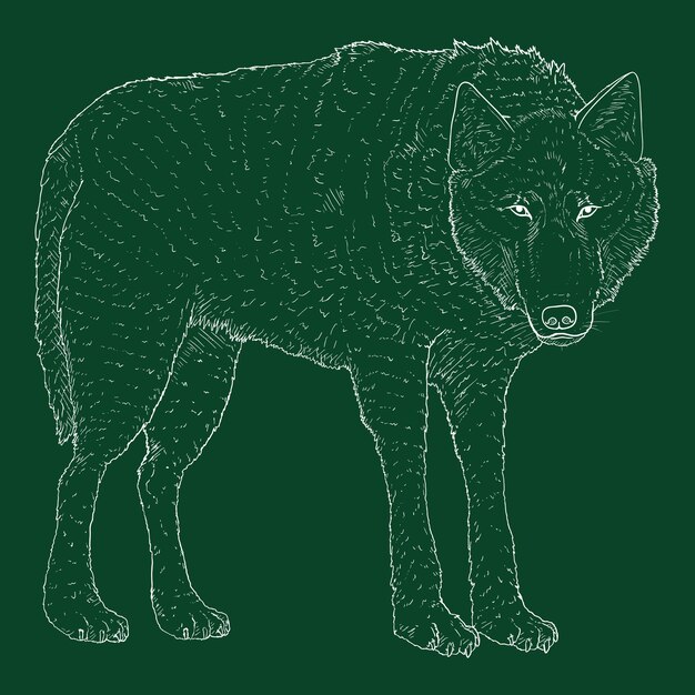Standing Wolf krijt schets illustratie
