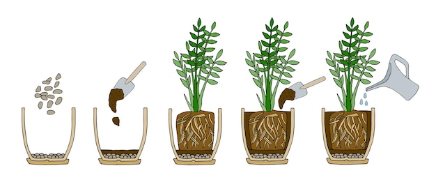 Vector stappen voor het verplanten van bloem in pot hoe een plantschema te verpotten illustratie tuinieren