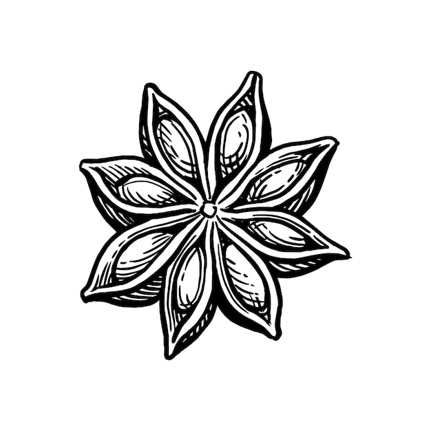 Star Anise ink sketch