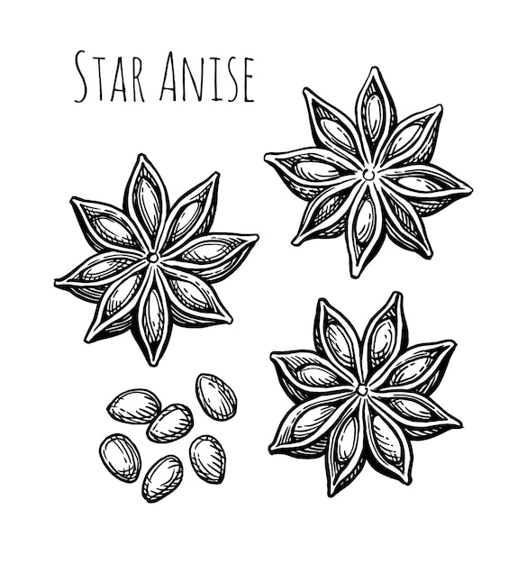 Vector star anise ink sketch