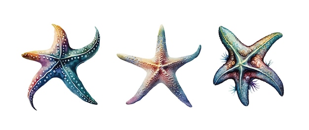 Vector starfish clipart isolated vector illustration