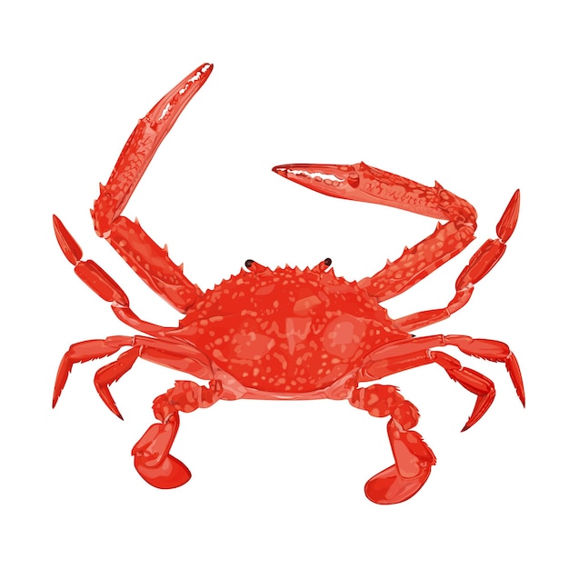 Steamed Blue Crab isolated on white background. vector illustration