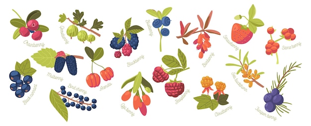 Stel bergbraam, aardbei, veenbes en framboos in met stone berry, acerola en goji. bramen, jeneverbes, zwarte bes en bosbes met moerbei en kruisbes. cartoon vectorillustratie