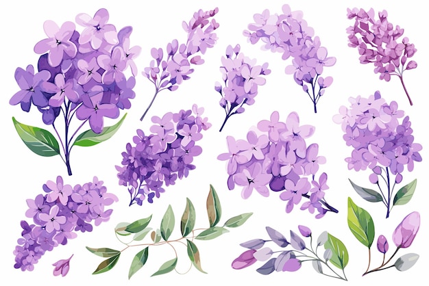 Stel delicate lila aquarel clipart in