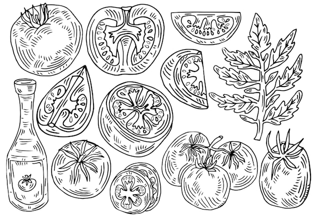 Stel handgetekende tomaat in. Vectorillustratie decoratieve groenten in oude inktstijl.