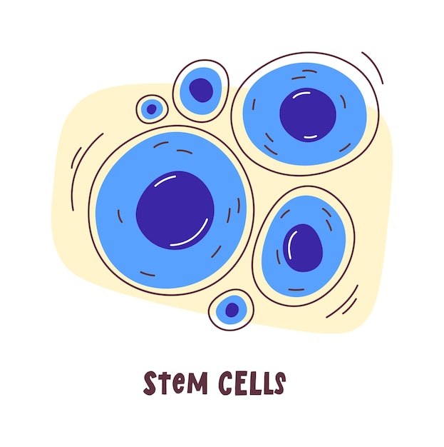 Vector stem human cells