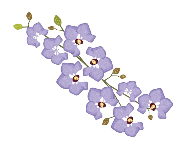 Vector stem of purple doritaenopsis orchid flowers or phalaenopsis