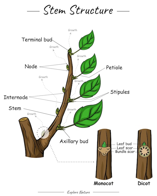 Vector stem structure