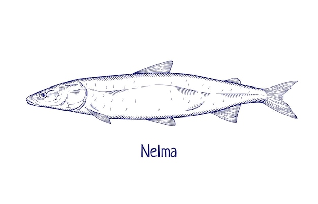 Stenodus nelma ヴィンテージ水動物相描画刻まれた輪郭を描かれた海エッチング海魚レトロなスタイルで描かれた海洋シーフィッシュ白い背景で隔離の詳細な手描きベクトル イラスト