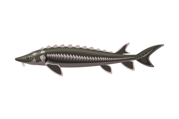 Вектор Стерлет пресноводные рыбы свежие виды водных рыб иллюстрация вектора мультфильма