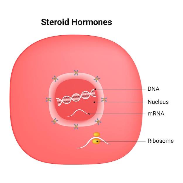 Steroïde hormonen DNA-kern mRNA-ribosoom vectorillustratie infographic