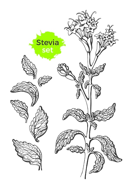 Stevia prodotto biologico zucchero fresco pianta dolce naturale schizzo di arte grafica