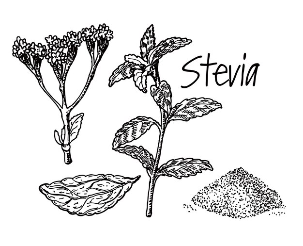 Disegno vettoriale di stevia. schizzo di erbe del sostituto dello zucchero dolcificante. illustrazione d'epoca incisa di superfood. disegnato a mano per etichette, poster, packaging design. illustrazione vettoriale