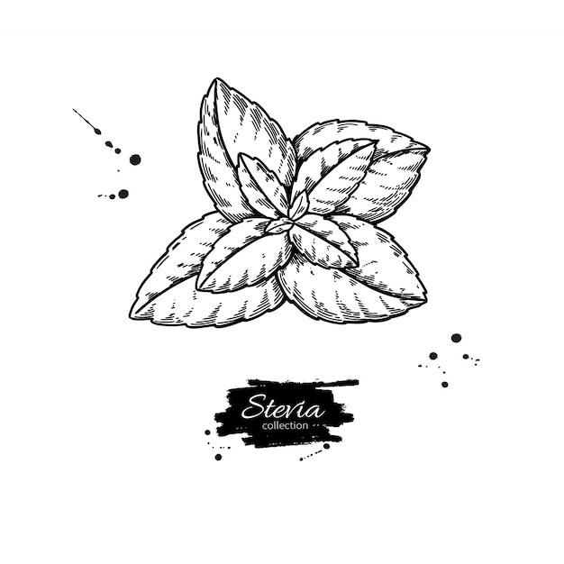 Vector stevia vector drawing