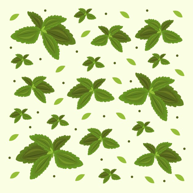 Stevia vector illustration