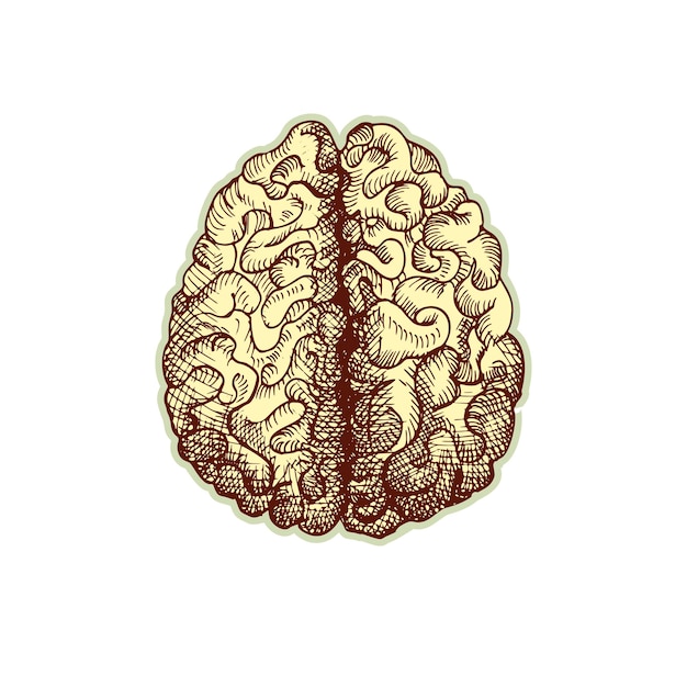 Vector sticker of human brain vintage anatomy engraving sketch organ isolated on white background good idea for design retro medicine poster in hand drawn style anatomical body part vector illustration