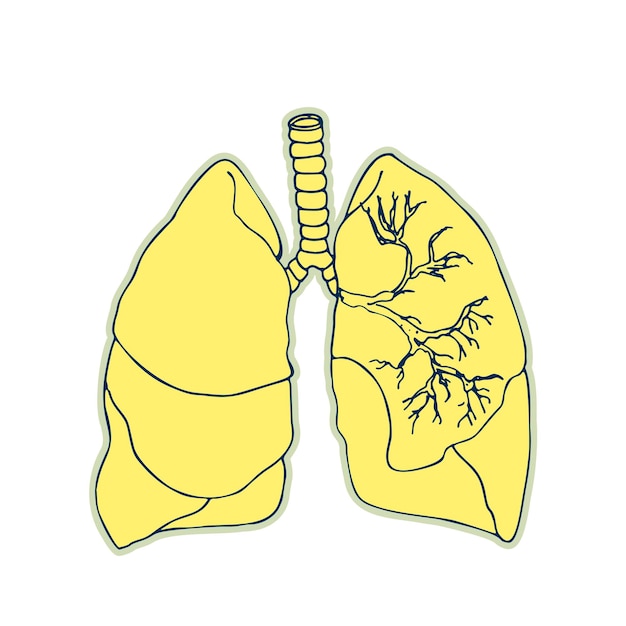 Vettore adesivo dei polmoni umani organo di schizzo della linea di doodle di anatomia vintage isolato su sfondo bianco buona idea per il poster di medicina retrò di design in stile disegnato a mano illustrazione vettoriale della parte del corpo anatomico