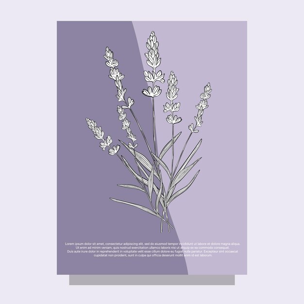 sticker label aroma herbal lavender purple flower natural relaxation in aromatherapy tea medicine