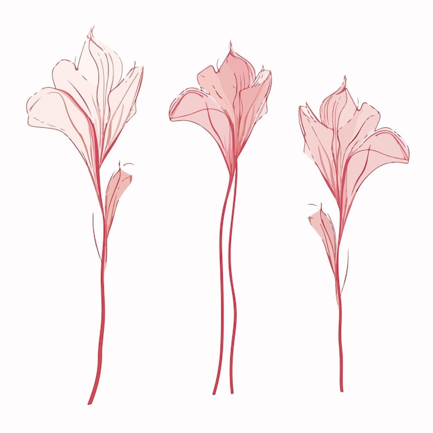 Stijlvolle gladiolen vectorillustraties geschikt voor verschillende ontwerpen