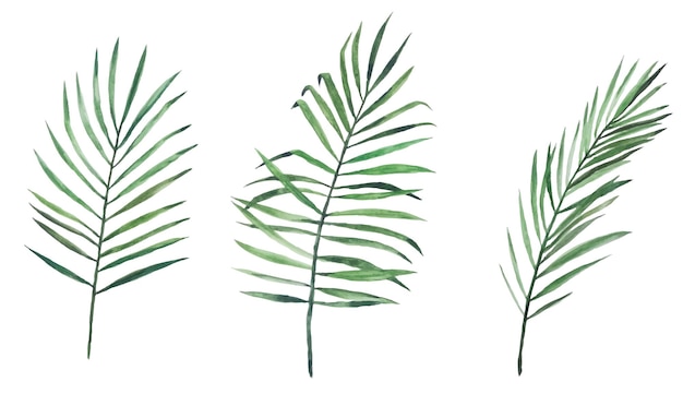 Vector stock illustration watercolor drawing set of three palm leaves isolated on white background